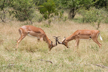 impala