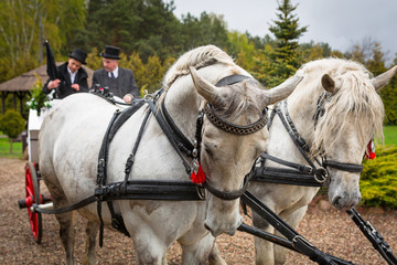 Naklejka na ściany i meble Carriage with white horses for a wedding