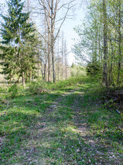 empty country road in forest