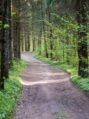 empty country road in forest