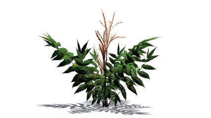 False Spirea plant - isolate on white background 