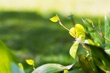 Rain on a green leaf .