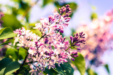 blooming lilacs
