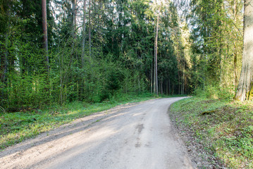 empty country road in forest