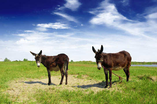 two Spanish donkeys 
