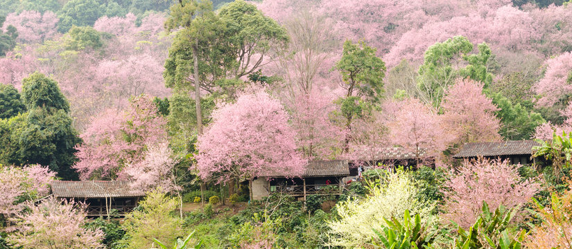 village in flower mountain
