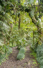 Jungle Walk