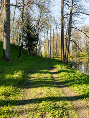 empty country road in forest