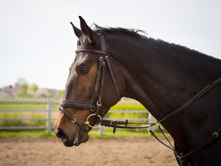 Obraz premium dark sorrel stallion
