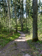 empty country road in forest