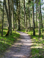 empty country road in forest