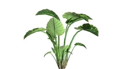 Elephant ear plant on white background 