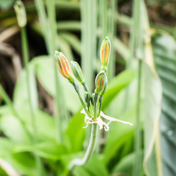Close up of beautiful orange flower of eucrosia bicolor Ker-Gawl