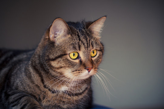 portrait of young male cat with yellow eyes