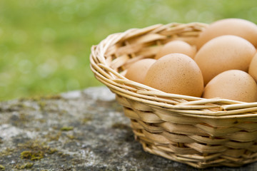 basket of eggs in the field