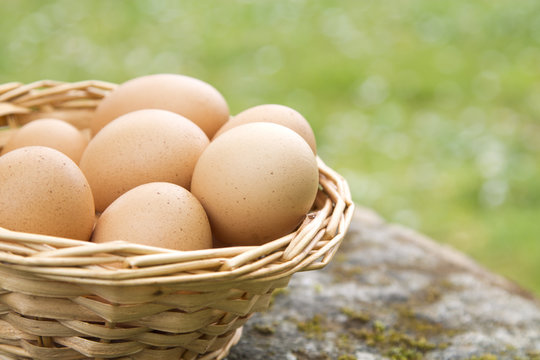 basket of eggs in the field