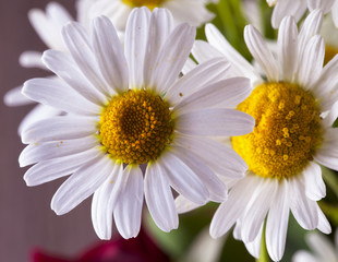 Fototapeta premium Daisies