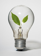 Light bulb with green leaves inside on white background