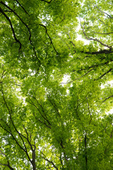 Fototapeta premium foliage of tree crowns in spring