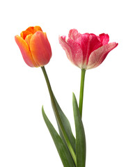 Два разноцветных тюльпана