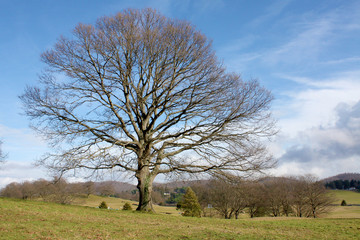 Big Solitary Tree