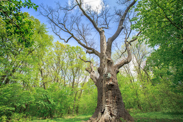 old dry oak