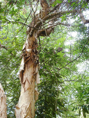 Trunk of bullock cart