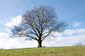 Obraz premium Big Tree