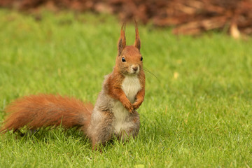 European squirrel standing on the grass (Sciurus)