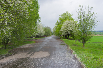 Fototapeta na wymiar Country road in remote village in Poltavskaya oblast, Ukraine
