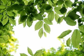 Crédence de cuisine en verre imprimé Arbres feuillage des cimes des arbres au printemps