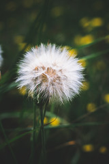 Dandelion