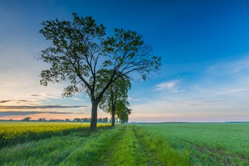 Sunrise over green field