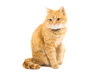 Fototapeta na wymiar ginger cat isolated