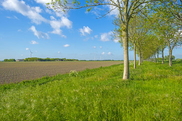 Fototapeta na wymiar Waving grass along a plowed field in spring