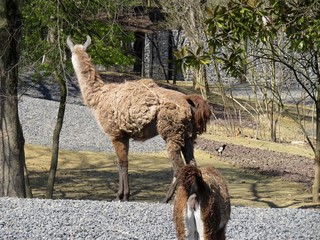 lama © CB94