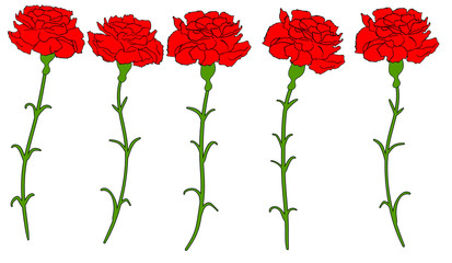 Beautiful red carnation isolated Vector 1