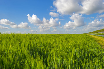 Green wheat on a field in spring