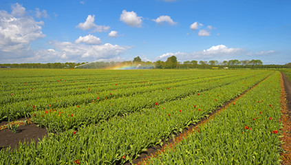Fototapeta na wymiar Water cannon irrigating a field with tulips in spring