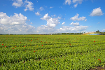 Fototapeta na wymiar Water cannon irrigating a field with tulips in spring