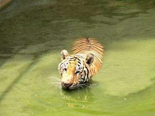 Royal bengal tiger