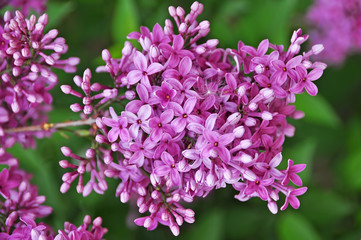 Fototapeta premium lilac flowers
