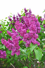 Fototapeta premium lilac flowers