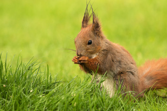 European Squirrel eating sunflower seeds (Sciurus)