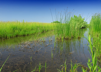 peat bog - the national park