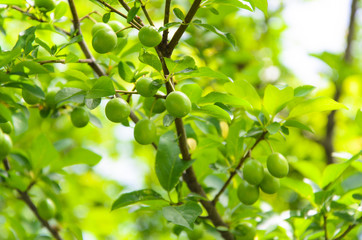 Unripe plums