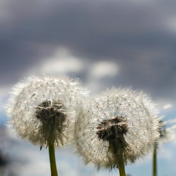 Two Dandelion Blow Balls