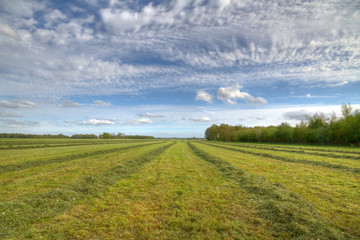 Haymaking; long rows of hay on a field