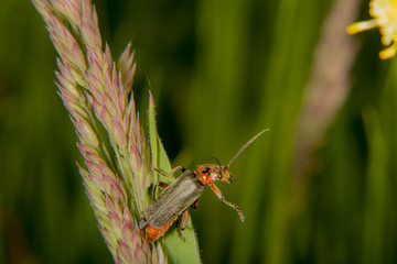 Weichkäfer Hintergrund