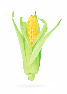 One corn on the cob (isolated)